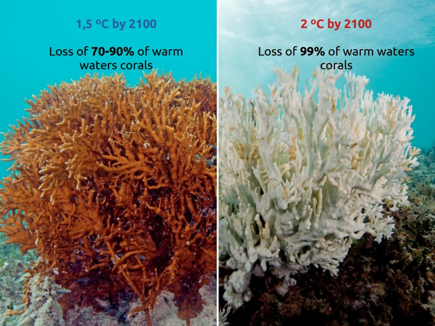 comparativa del estado de los corales con diferentes temperaturas en el oceano por el cambio climático