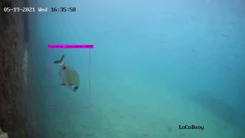 ViDa (Video to Data), identificar peces mediante Inteligencia Artificial