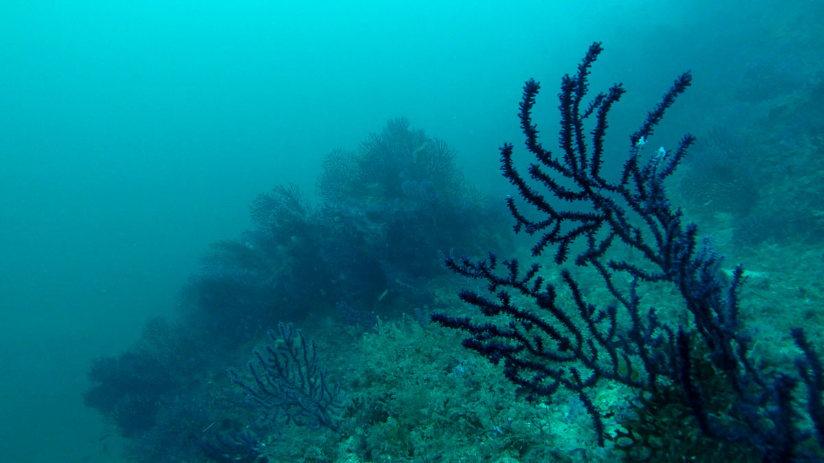 fondo-marino-cartagena